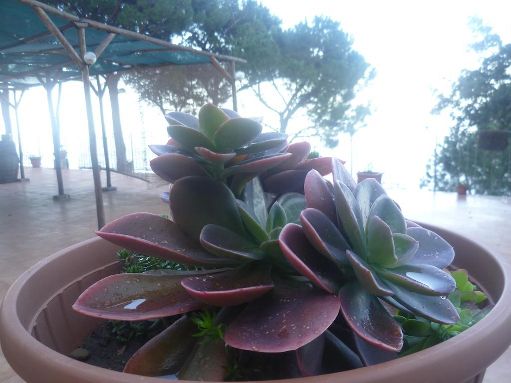 Alba Tra I Pini B&B Cefalù Kültér fotó